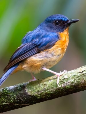 Javan Blue Flycatcher (Cyornis banyumas)
