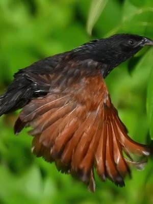 Lesser Coucal (Centropus bengalensis)