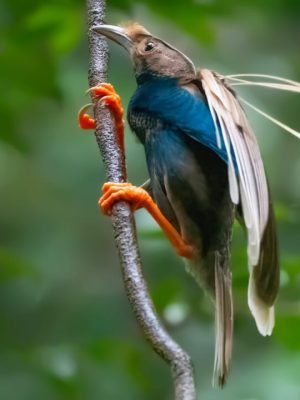 Standart Wing Bird Of Paradise (Semioptera wallacii)
